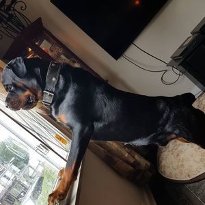 Meet your Posher, Rob